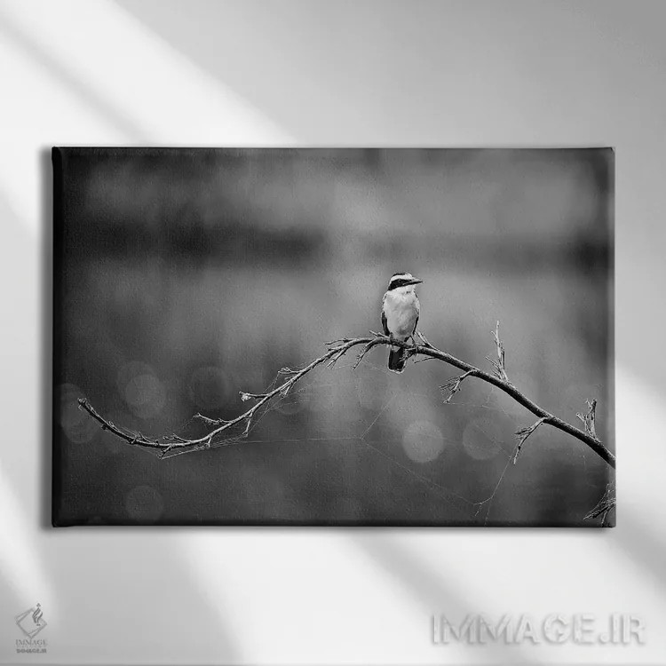 تابلو دکوراتیو پرنده سیاه و سفید اثر گلاوکو منهالی - نمای روبهرو روی دیوار