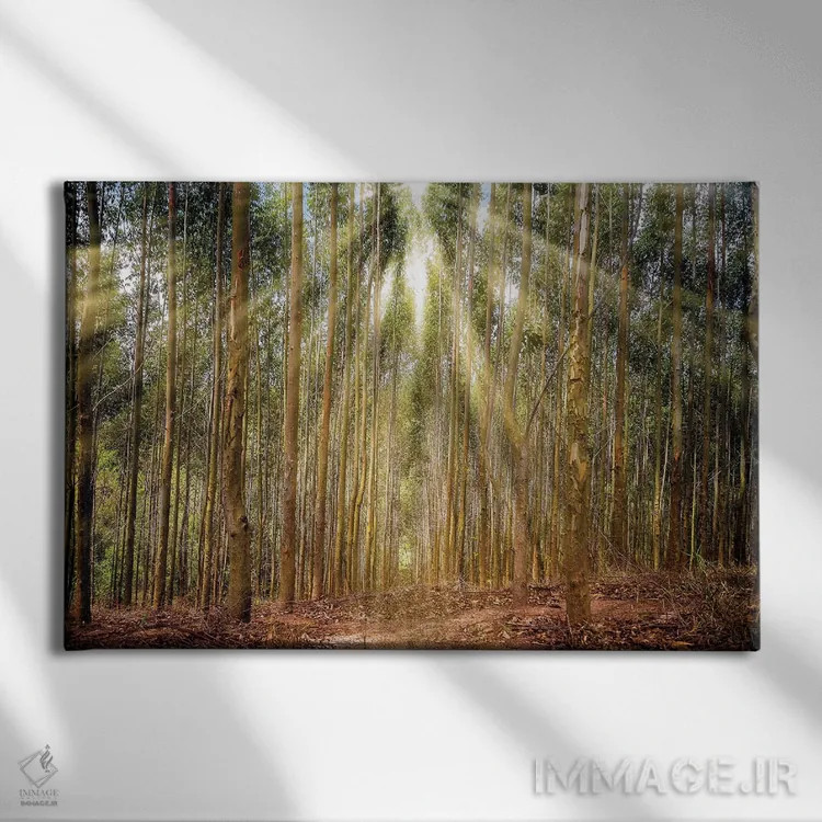 تابلو دکوراتیو درختان با تابش نور اثر گلاوکو منهالی - نمای روبهرو روی دیوار