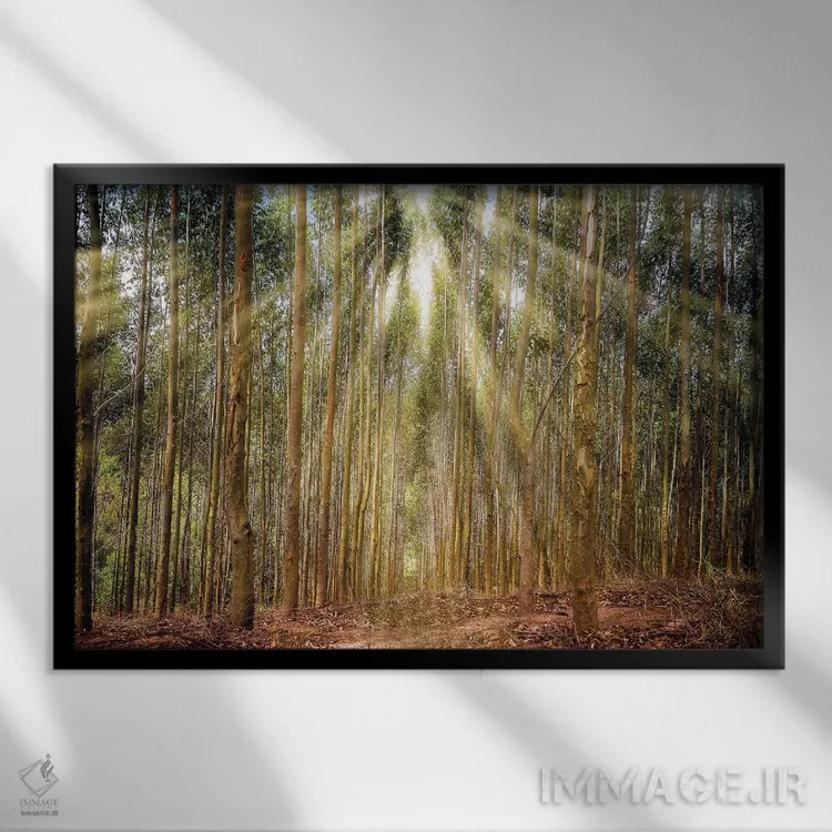 تابلو دکوراتیو درختان با تابش نور اثر گلاوکو منهالی - نمای قابدار مشکی