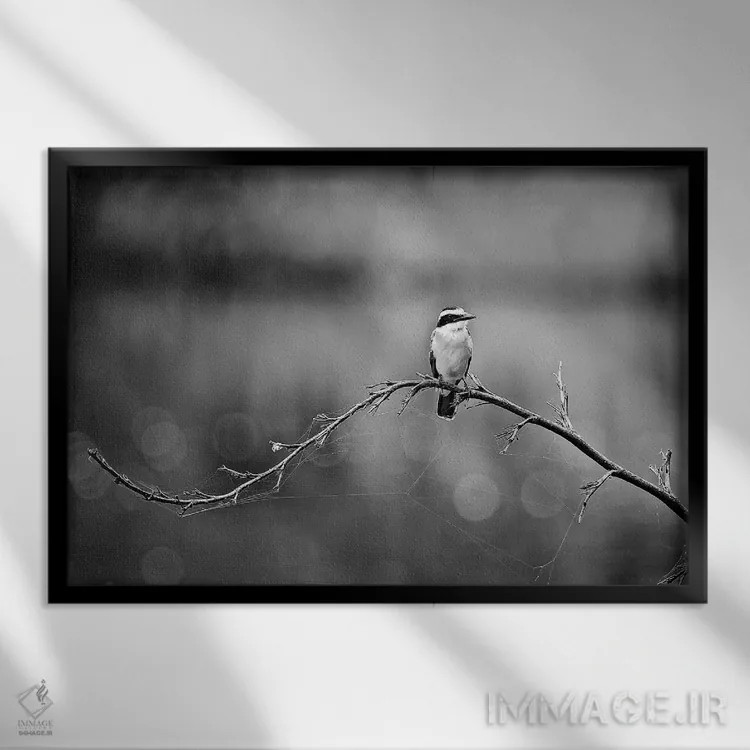 تابلو دکوراتیو پرنده سیاه و سفید اثر گلاوکو منهالی - نمای قابدار مشکی