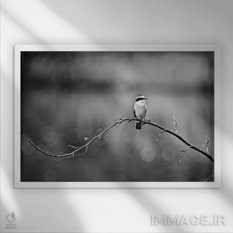 تابلو دکوراتیو پرنده سیاه و سفید اثر گلاوکو منهالی - نمای قابدار سفید