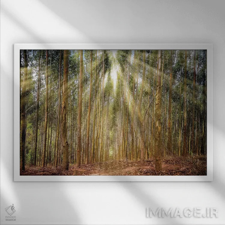 تابلو دکوراتیو درختان با تابش نور اثر گلاوکو منهالی - نمای قابدار سفید