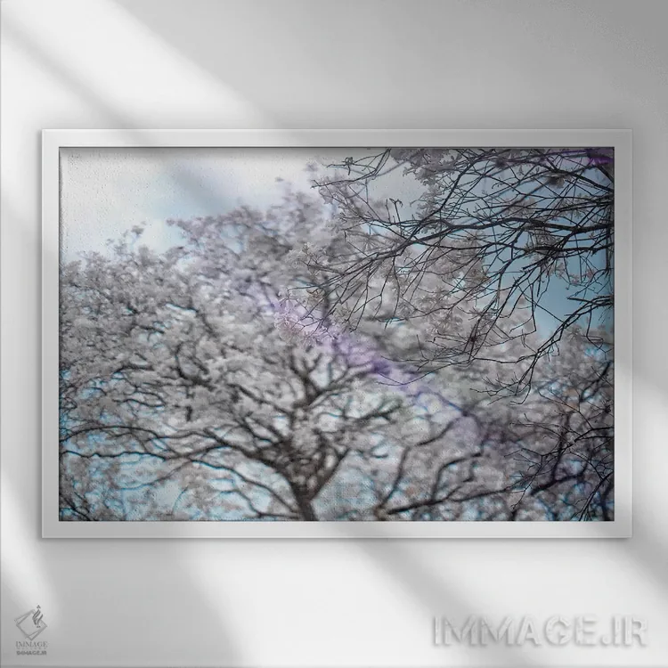 تابلو دکوراتیو درختان اثر گلاوکو منهالی - نمای قابدار سفید