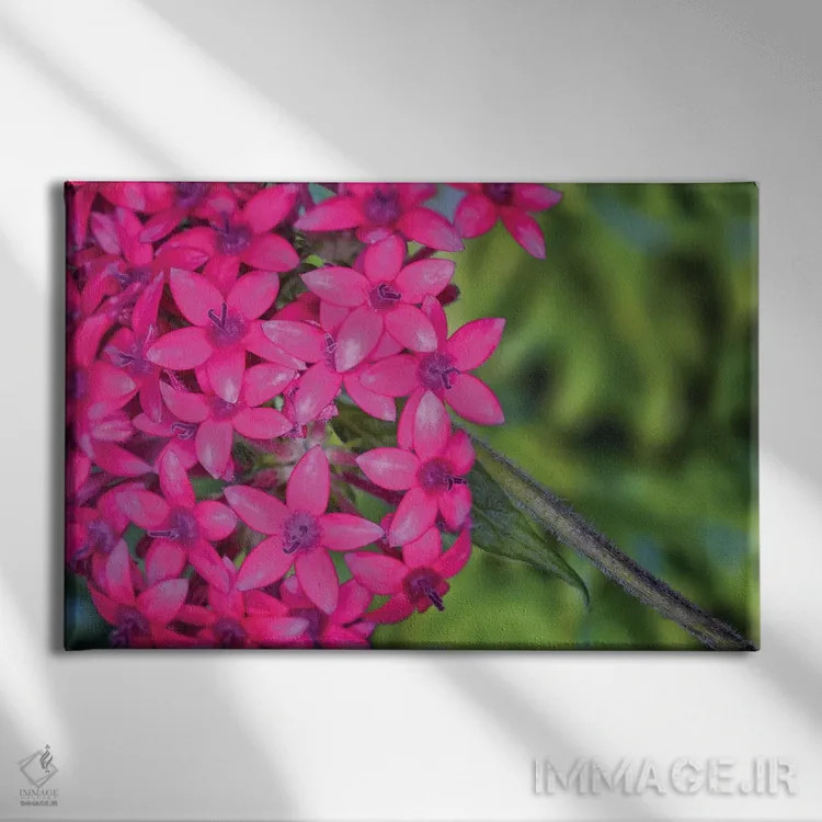 تابلو دکوراتیو نمای نزدیک گل های ادریس صورتی اثر گلاوکو منهالی - نمای روبهرو روی دیوار