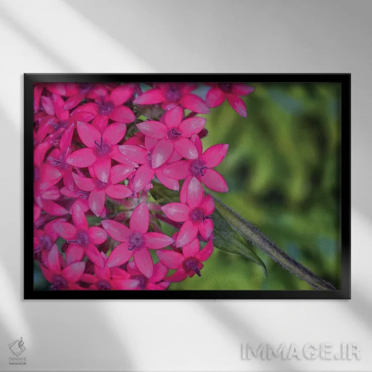 تابلو دکوراتیو نمای نزدیک گل های ادریس صورتی اثر گلاوکو منهالی - نمای قابدار مشکی