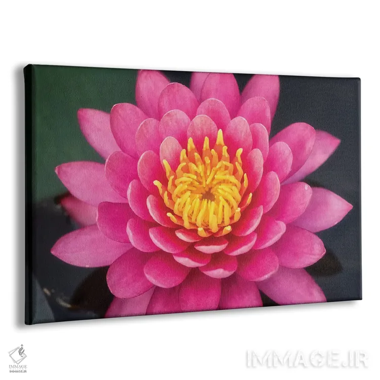 تابلو دکوراتیو گل نیلوفر صورتی اثر گلاوکو منهالی - نمای پرسپکتیو محصول