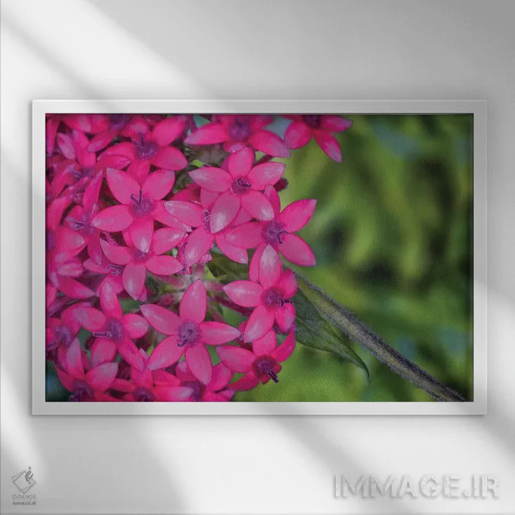 تابلو دکوراتیو نمای نزدیک گل های ادریس صورتی اثر گلاوکو منهالی - نمای قابدار سفید