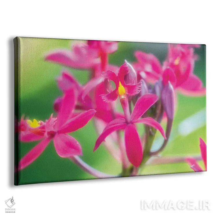 تابلو دکوراتیو گل ارکیده صورتی اثر گلاوکو منهالی - نمای پرسپکتیو محصول