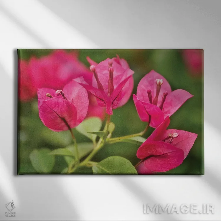 تابلو دکوراتیو گل های صورتی اثر گلاوکو منهالی - نمای روبهرو روی دیوار