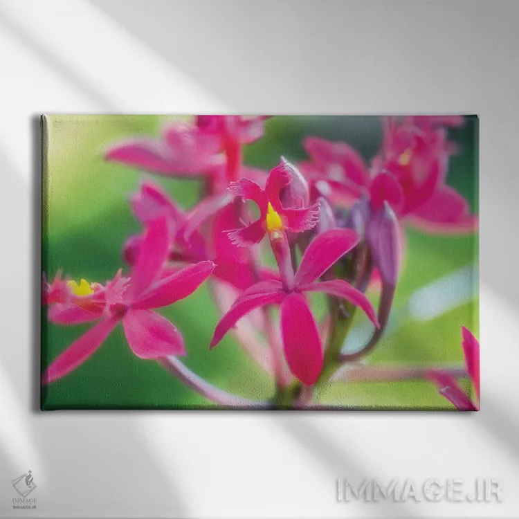 تابلو دکوراتیو گل ارکیده صورتی اثر گلاوکو منهالی - نمای روبهرو روی دیوار