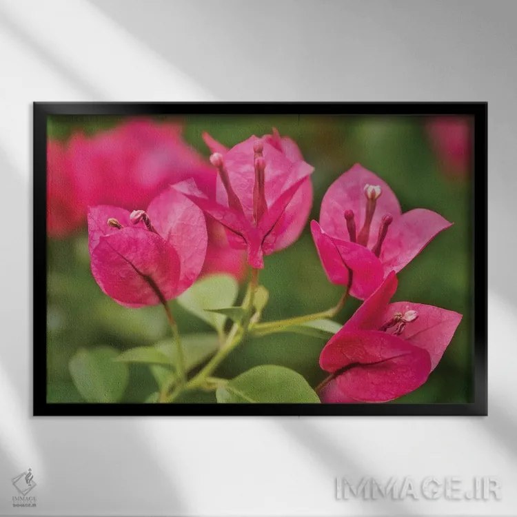 تابلو دکوراتیو گل های صورتی اثر گلاوکو منهالی - نمای قابدار مشکی