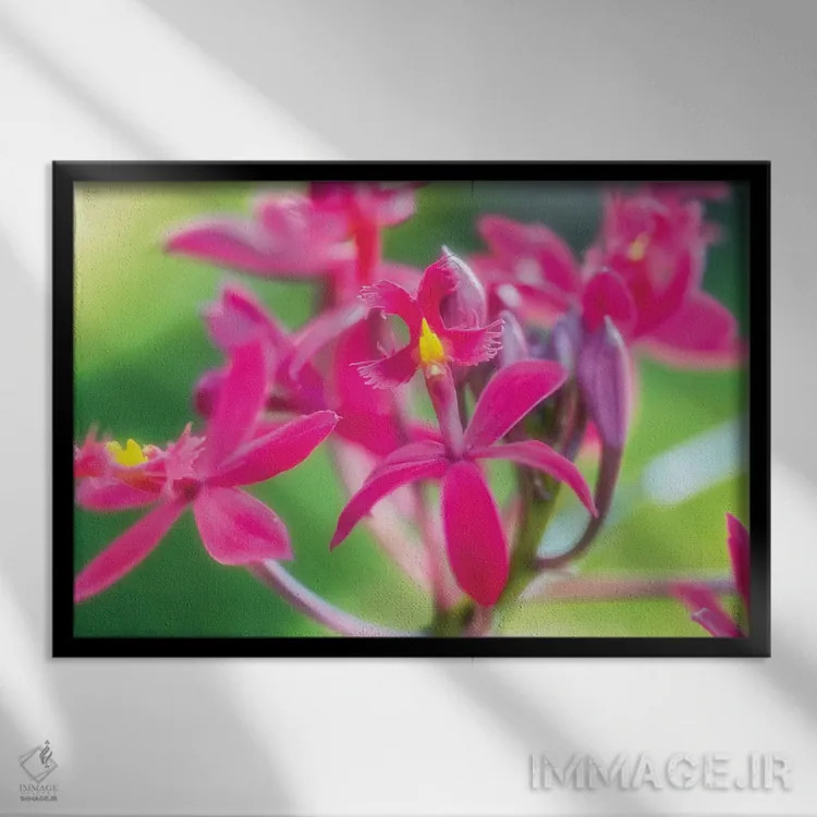 تابلو دکوراتیو گل ارکیده صورتی اثر گلاوکو منهالی - نمای قابدار مشکی