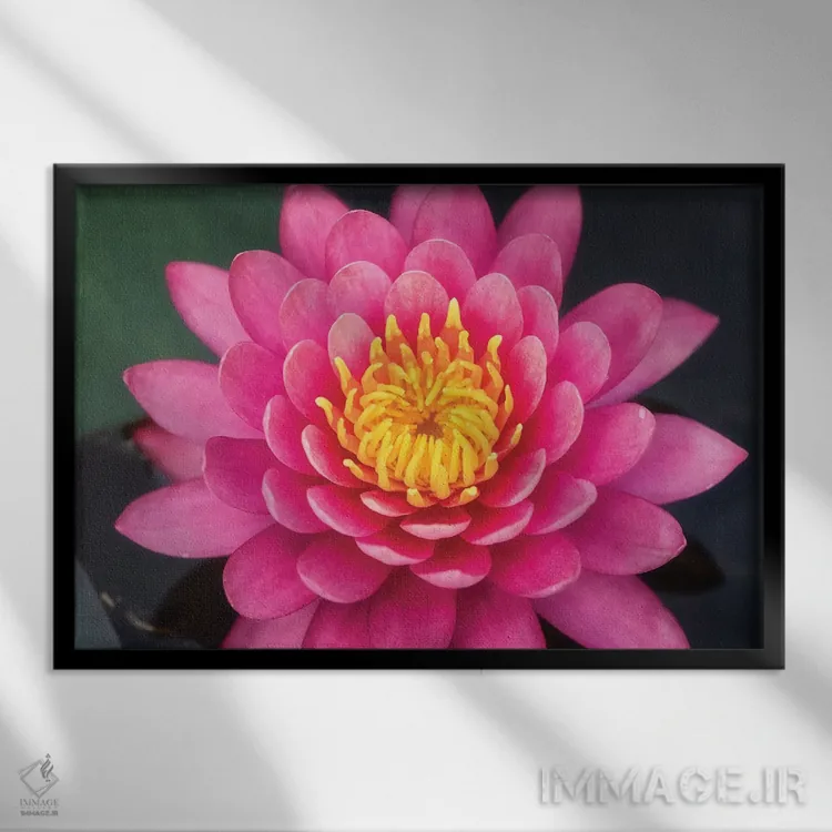 تابلو دکوراتیو گل نیلوفر صورتی اثر گلاوکو منهالی - نمای قابدار مشکی