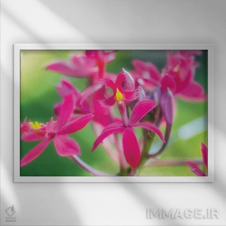 تابلو دکوراتیو گل ارکیده صورتی اثر گلاوکو منهالی - نمای قابدار سفید