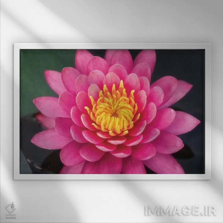 تابلو دکوراتیو گل نیلوفر صورتی اثر گلاوکو منهالی - نمای قابدار سفید