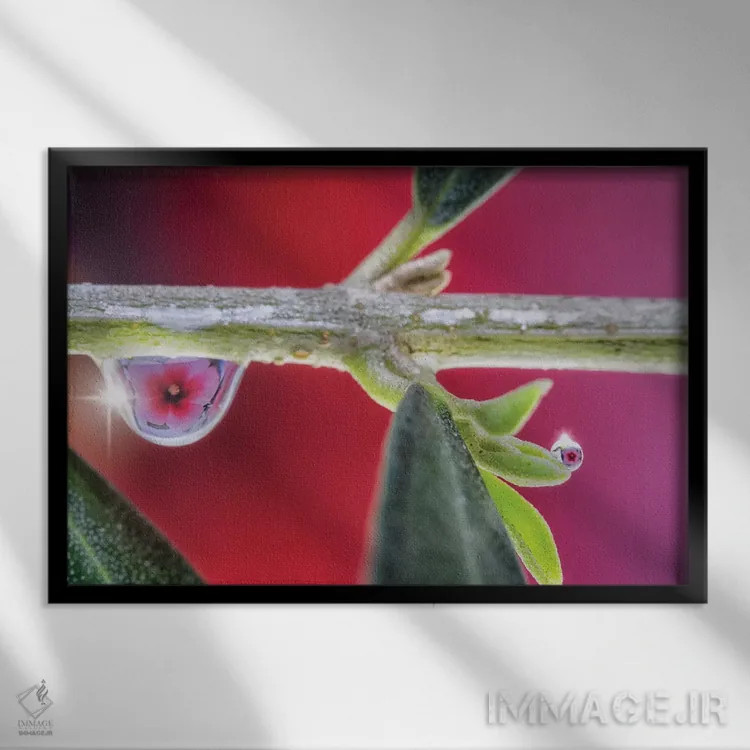 تابلو دکوراتیو ماکروی یک گل اثر گلاوکو منهالی - نمای قابدار مشکی