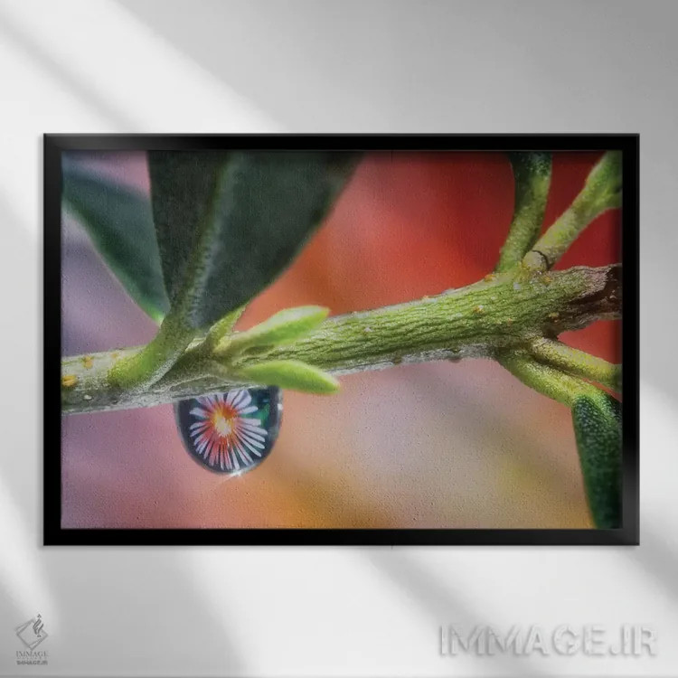 تابلو دکوراتیو ماکرو قطره آب روی برگ اثر گلاوکو منهالی - نمای قابدار مشکی