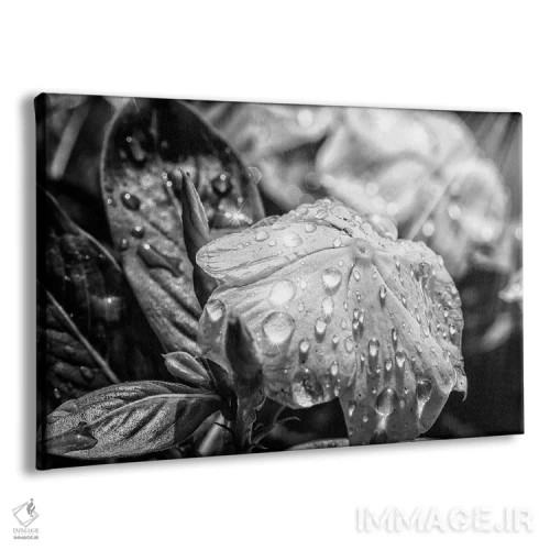 تابلو دکوراتیو گل سیاه و سفید اثر گلاوکو منهالی - نمای پرسپکتیو محصول