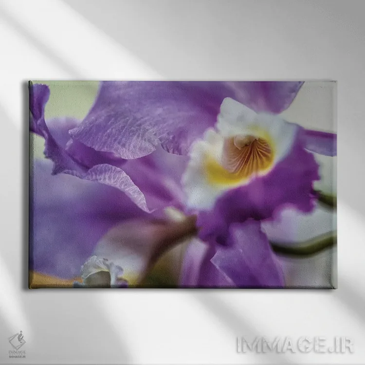 تابلو دکوراتیو گل زنبق ارکیده بنفش اثر گلاوکو منهالی - نمای روبهرو روی دیوار