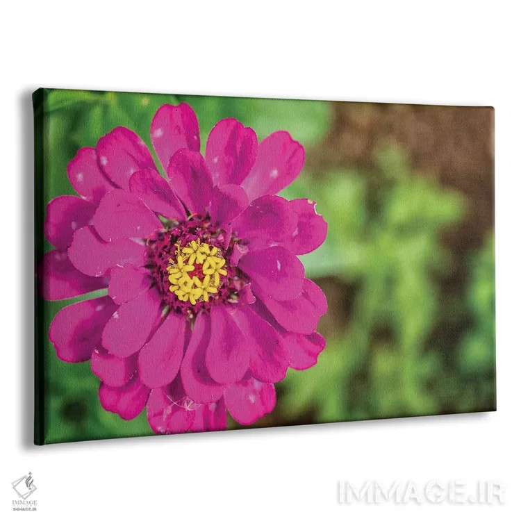 تابلو دکوراتیو گل داوودی صورتی اثر گلاوکو منهالی - نمای پرسپکتیو محصول