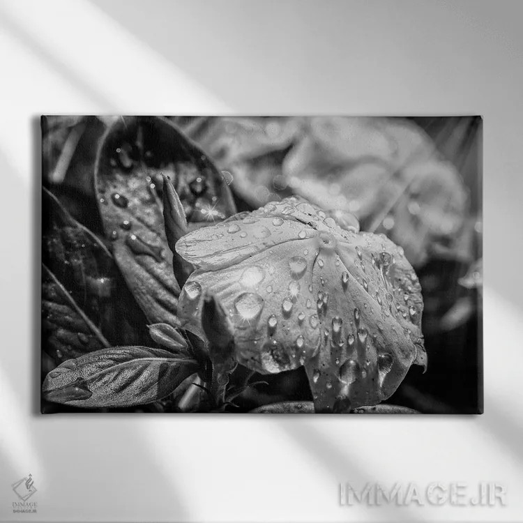 تابلو دکوراتیو گل سیاه و سفید اثر گلاوکو منهالی - نمای روبهرو روی دیوار