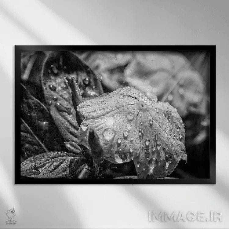 تابلو دکوراتیو گل سیاه و سفید اثر گلاوکو منهالی - نمای قابدار مشکی