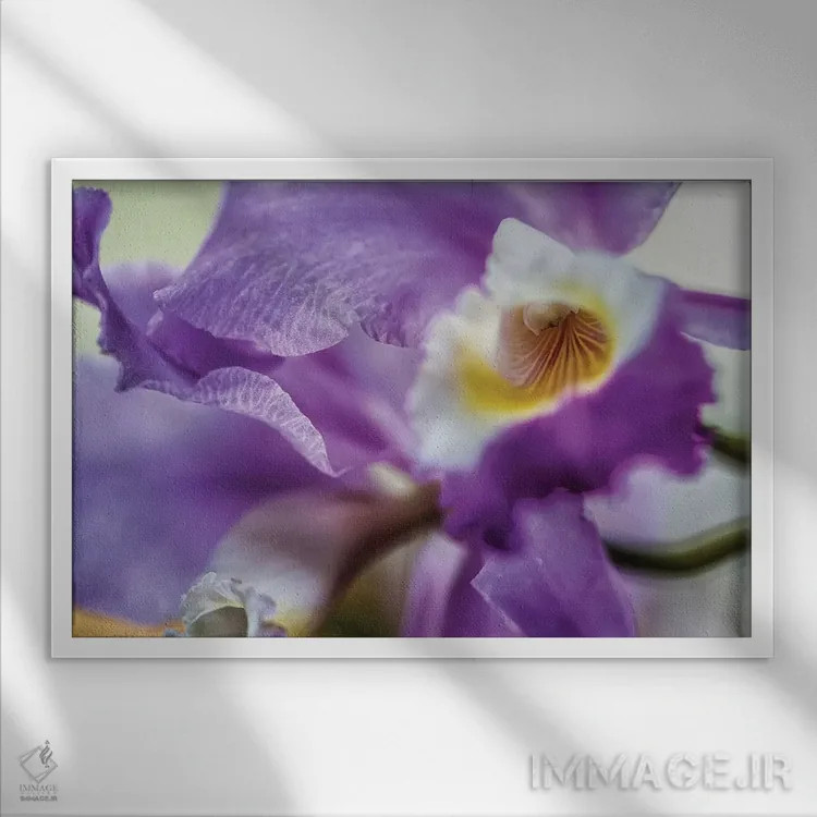 تابلو دکوراتیو گل زنبق ارکیده بنفش اثر گلاوکو منهالی - نمای قابدار سفید