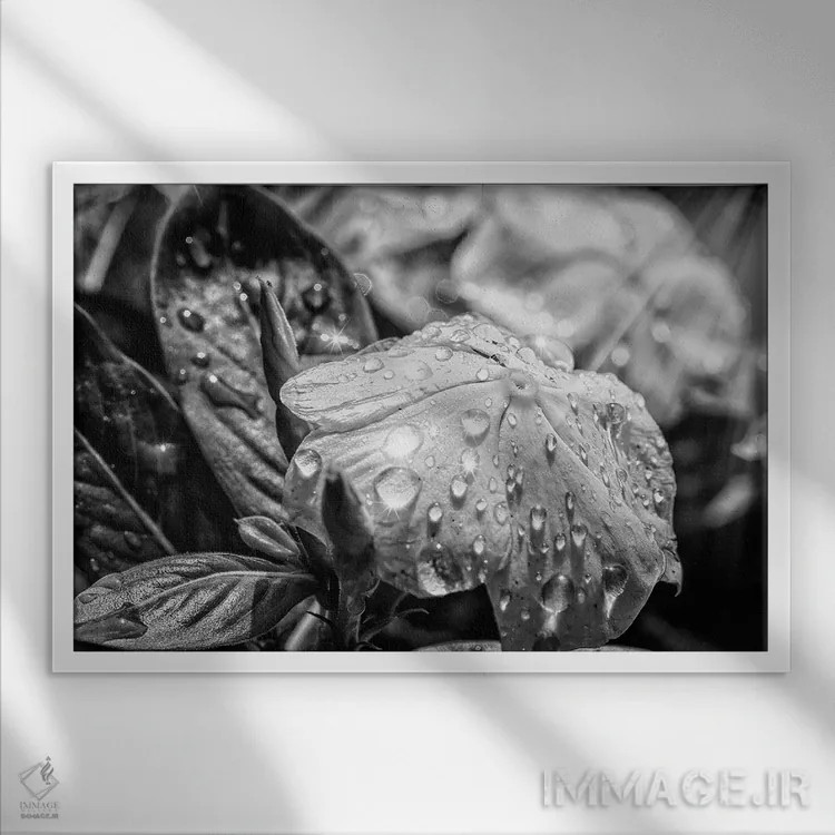 تابلو دکوراتیو گل سیاه و سفید اثر گلاوکو منهالی - نمای قابدار سفید