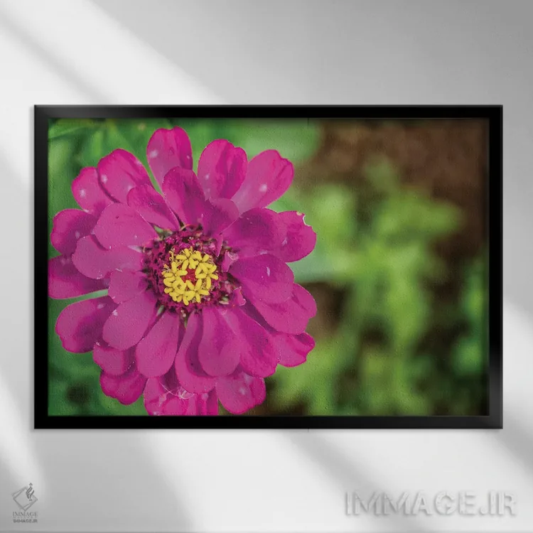 تابلو دکوراتیو گل داوودی صورتی اثر گلاوکو منهالی - نمای قابدار مشکی