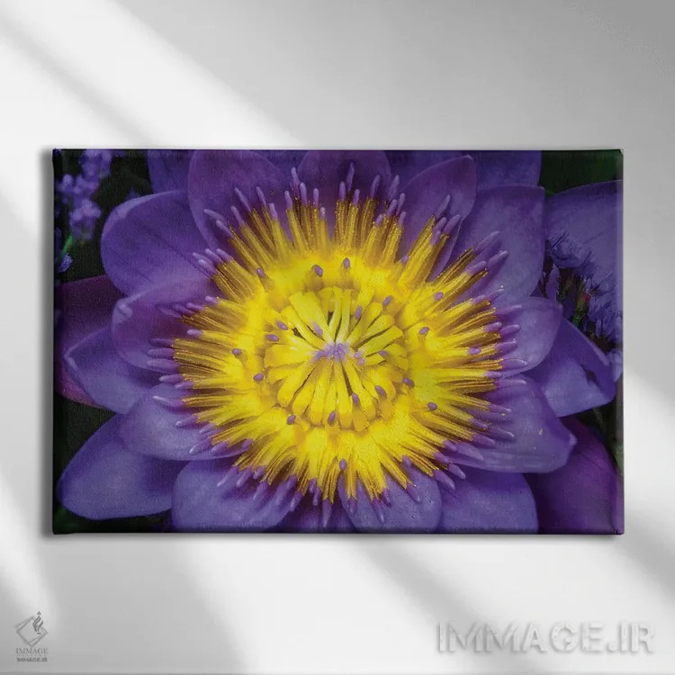 تابلو دکوراتیو نیلوفر اثر گلاوکو منهالی - نمای روبهرو روی دیوار