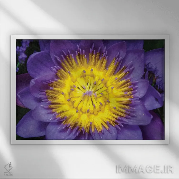 تابلو دکوراتیو نیلوفر اثر گلاوکو منهالی - نمای قابدار سفید