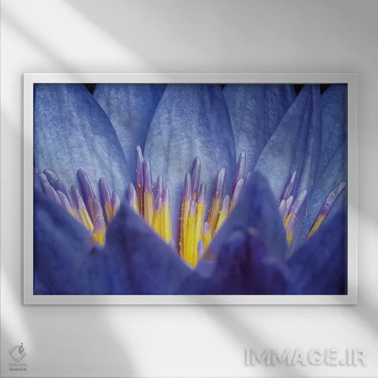 تابلو دکوراتیو نیلوفر شماره ۲ اثر گلاوکو منهالی - نمای قابدار سفید