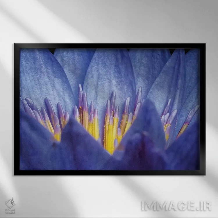 تابلو دکوراتیو نیلوفر شماره ۲ اثر گلاوکو منهالی - نمای قابدار مشکی