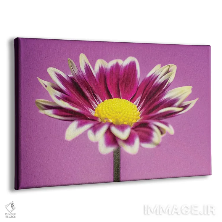 تابلو دکوراتیو ژربر دیزی صورتی اثر گلاوکو منهالی - نمای پرسپکتیو محصول