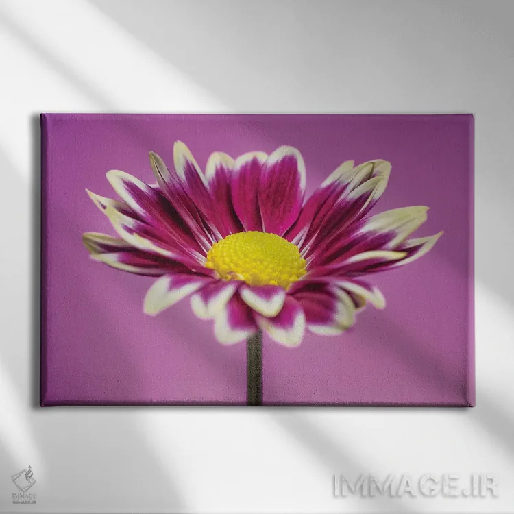 تابلو دکوراتیو ژربر دیزی صورتی اثر گلاوکو منهالی - نمای روبهرو روی دیوار