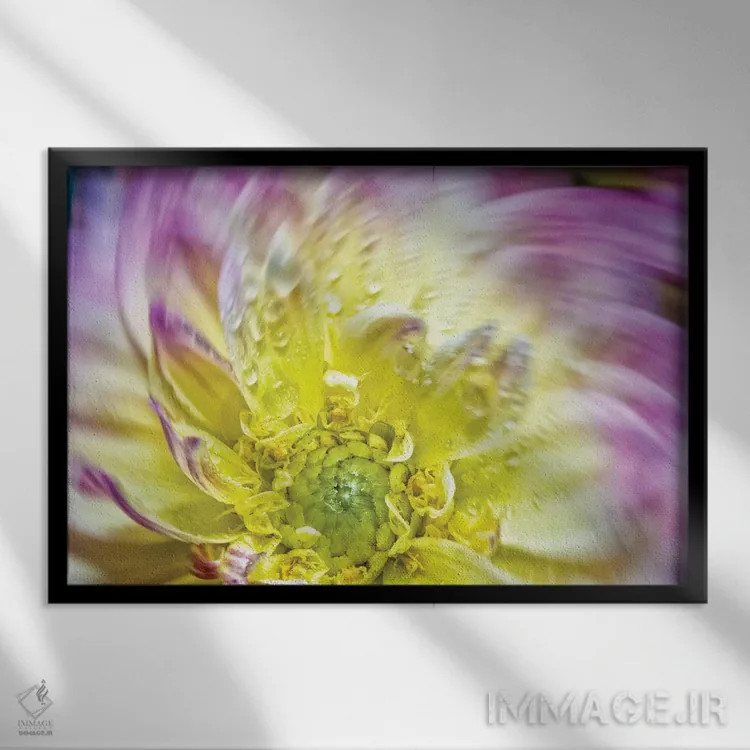 تابلو دکوراتیو چرخش گل داوودی زرد اثر گلاوکو منهالی - نمای قابدار مشکی