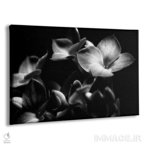 تابلو دکوراتیو ارکیده سیاه و سفید اثر گلاوکو منهالی - نمای پرسپکتیو محصول