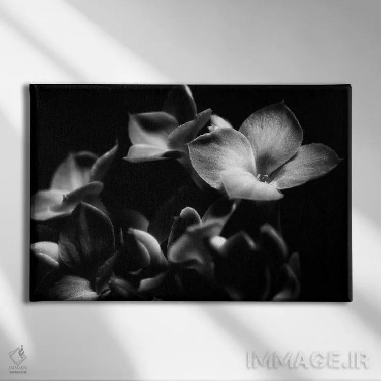 تابلو دکوراتیو ارکیده سیاه و سفید اثر گلاوکو منهالی - نمای روبهرو روی دیوار