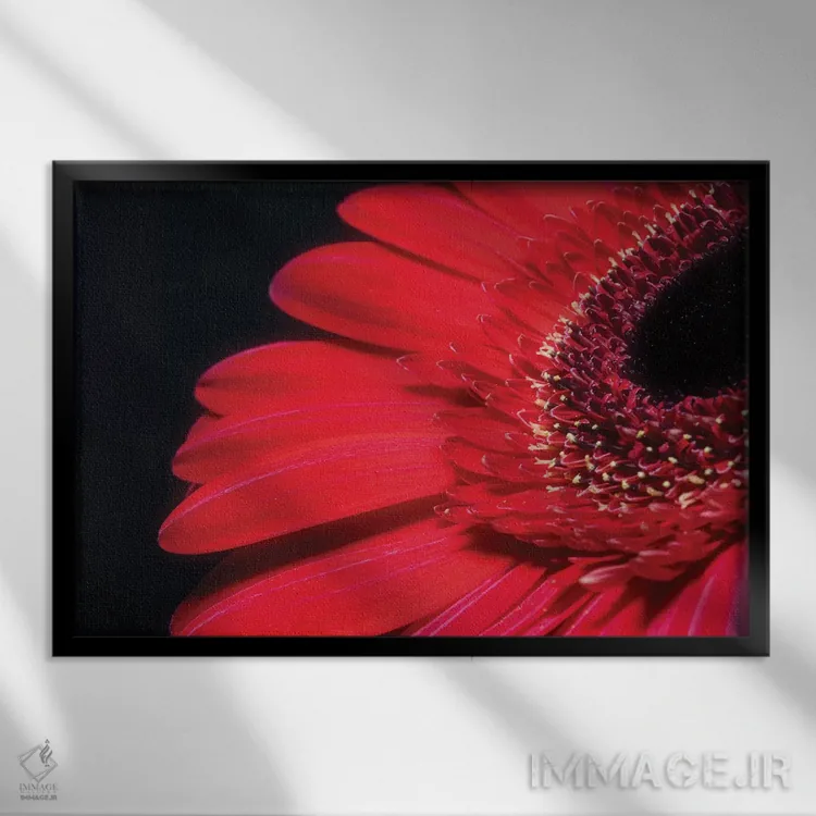 تابلو دکوراتیو گل ژربرا قرمز اثر گلاوکو منهالی - نمای قابدار مشکی
