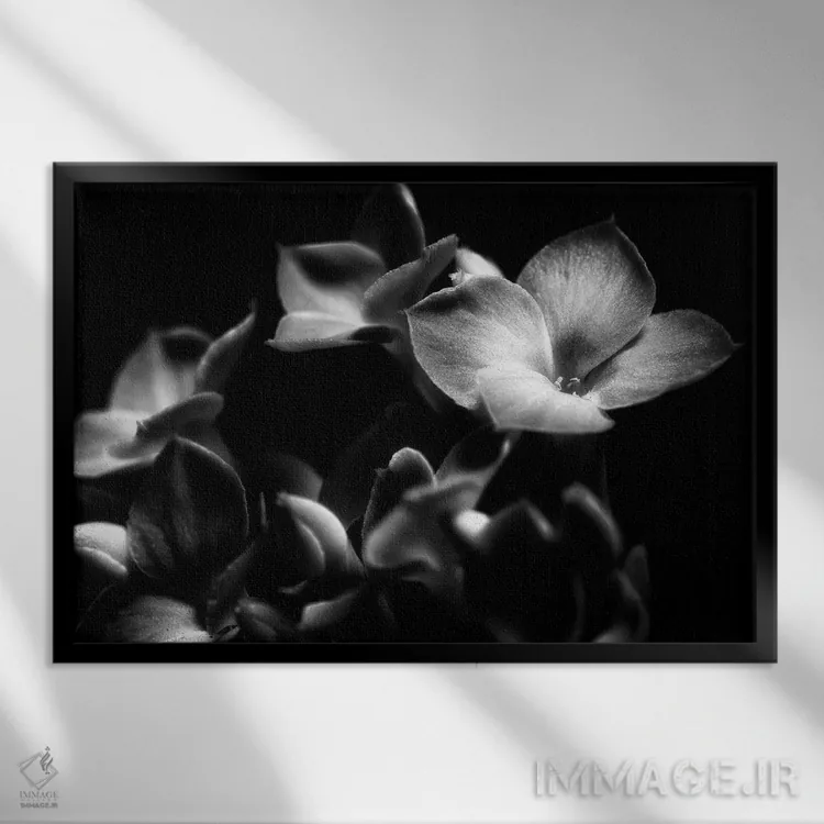 تابلو دکوراتیو ارکیده سیاه و سفید اثر گلاوکو منهالی - نمای قابدار مشکی