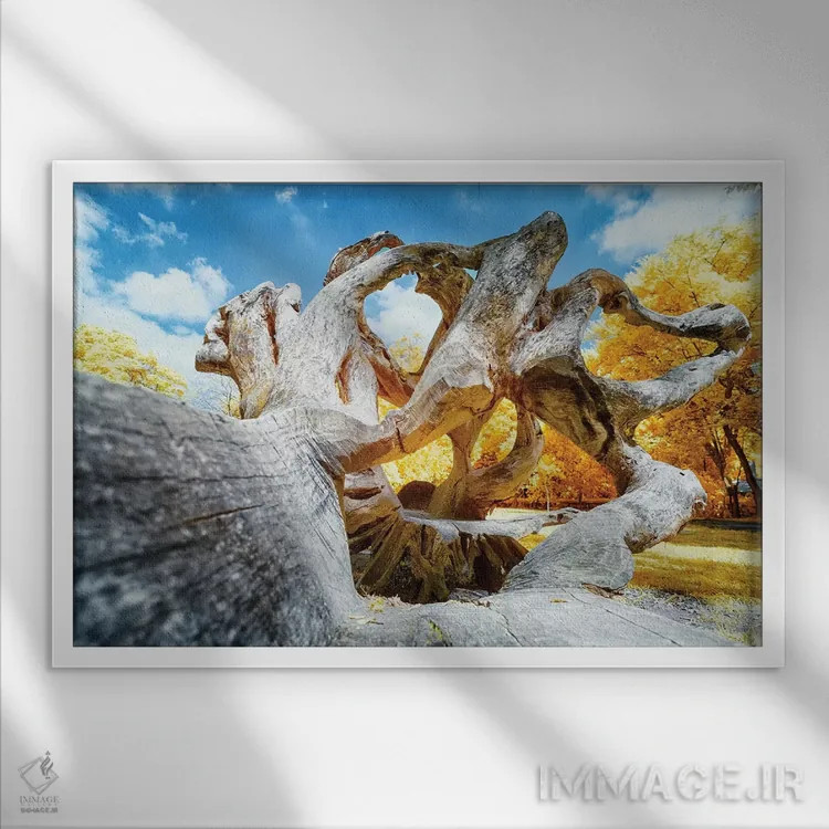 تابلو دکوراتیو بلوط خشک اثر گلاوکو منهالی - نمای قابدار سفید