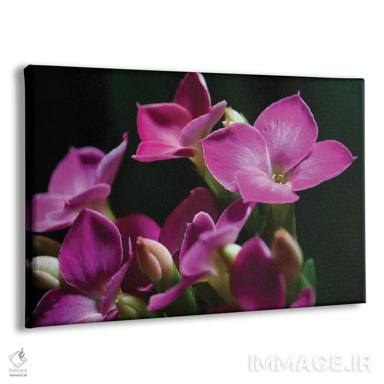 تابلو دکوراتیو ارکیده صورتی روی زمینه سیاه اثر گلاوکو منهالی - نمای پرسپکتیو محصول