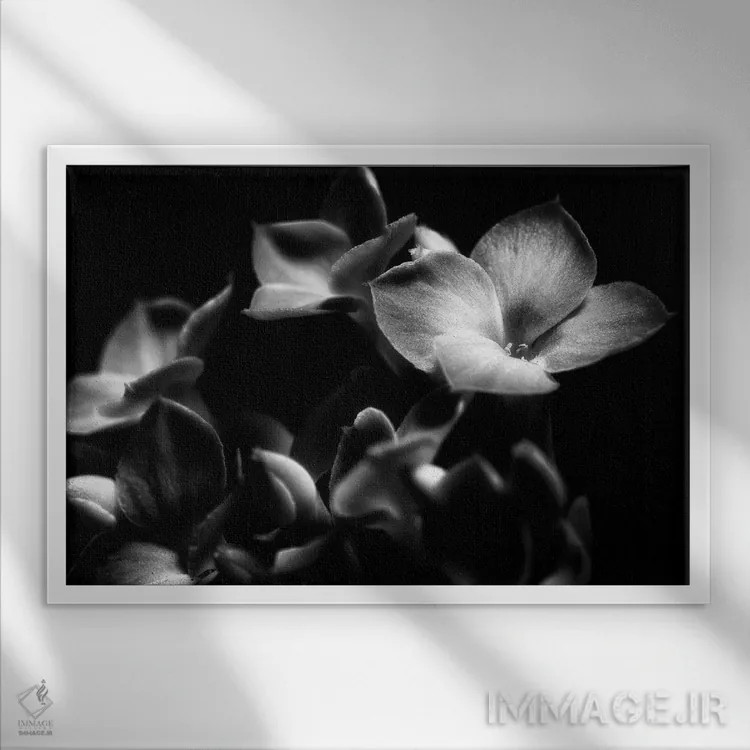 تابلو دکوراتیو ارکیده سیاه و سفید اثر گلاوکو منهالی - نمای قابدار سفید