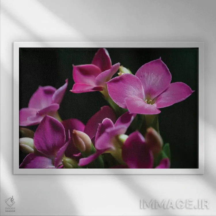 تابلو دکوراتیو ارکیده صورتی روی زمینه سیاه اثر گلاوکو منهالی - نمای قابدار سفید