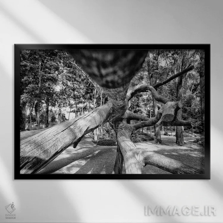 تابلو دکوراتیو عکاسی خیابانی ۱۱ اثر گلاوکو منهالی - نمای قابدار مشکی