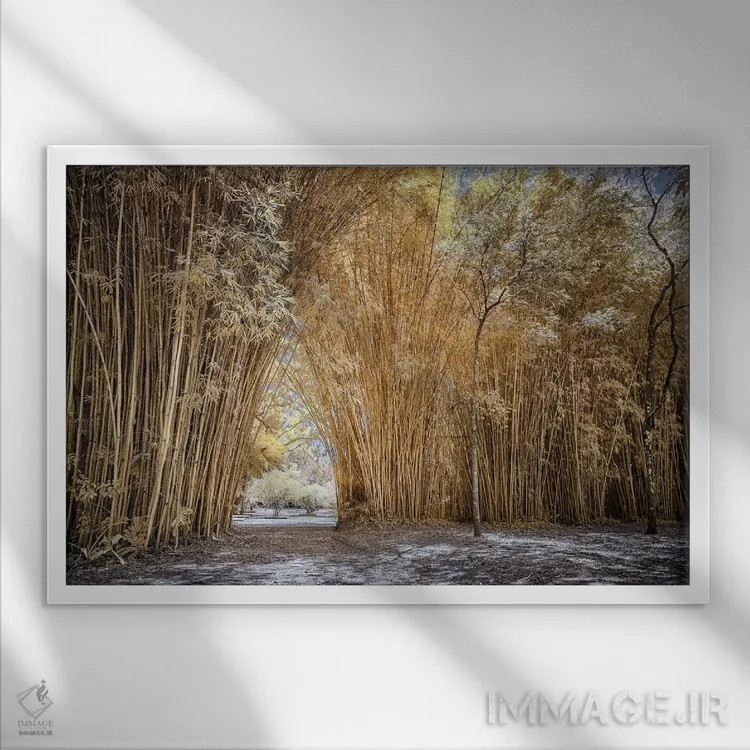 تابلو دکوراتیو مسیر بامبو اثر گلاوکو منهالی - نمای قابدار سفید