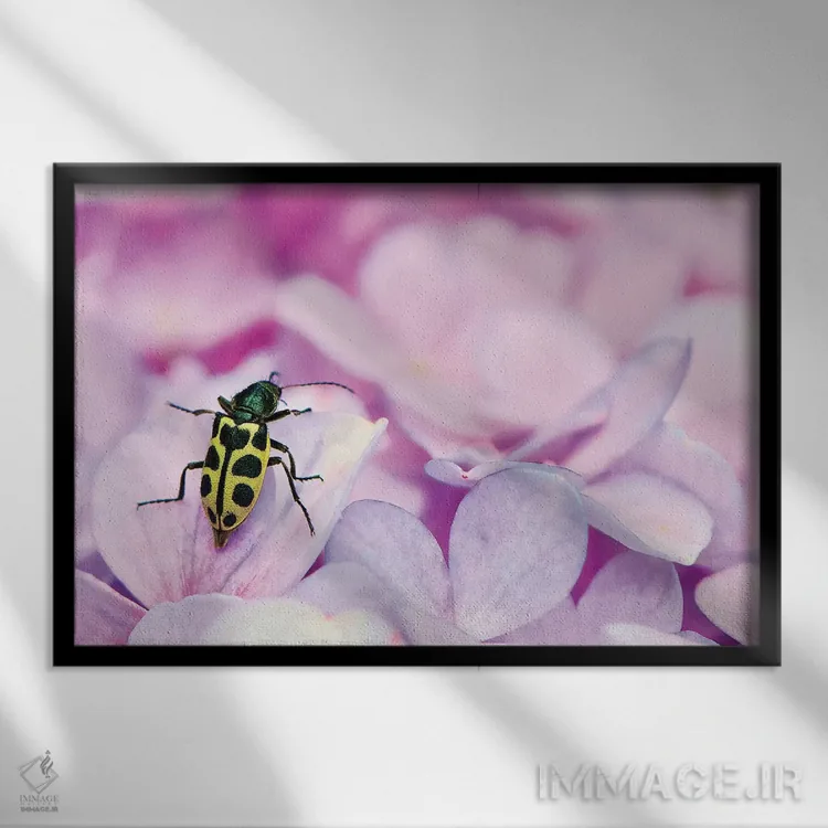 تابلو دکوراتیو حشره اثر گلاوکو منهالی - نمای قابدار مشکی