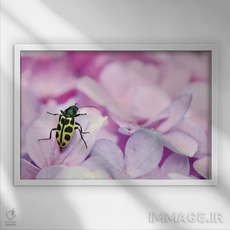 تابلو دکوراتیو حشره اثر گلاوکو منهالی - نمای قابدار سفید