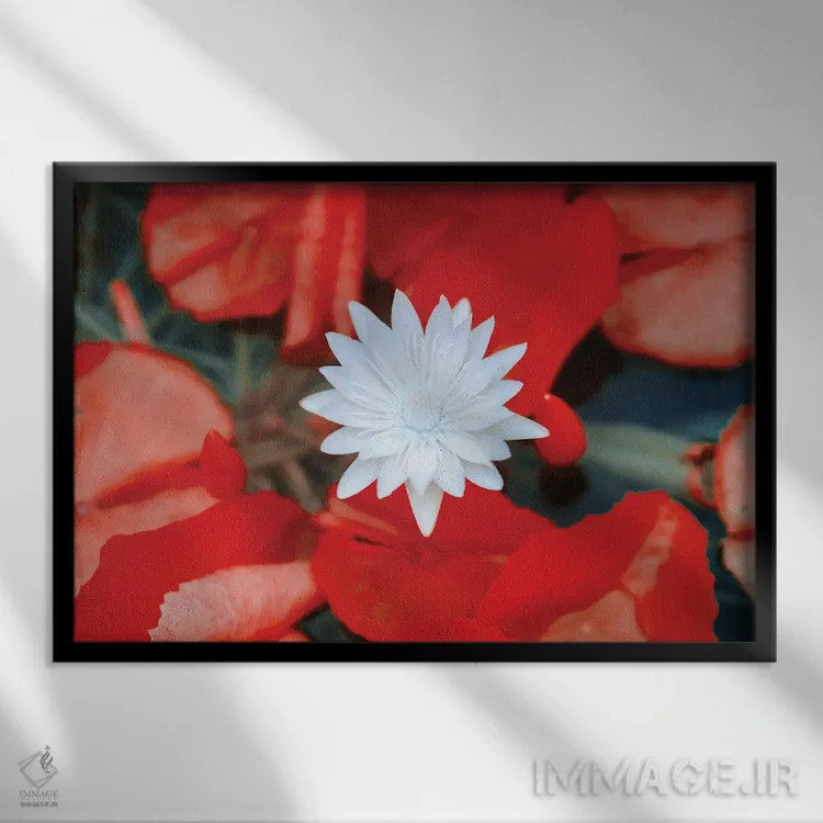 تابلو دکوراتیو گل دالیای قرمز اثر گلاوکو منهالی - نمای قابدار مشکی