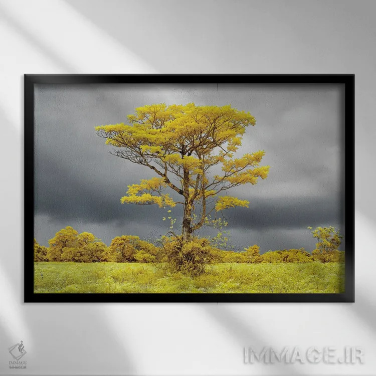 تابلو دکوراتیو درخت تنها در دشت شماره ۲ اثر گلاوکو منهالی - نمای قابدار مشکی